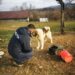 22.000 de lei amendă pentru nerespectarea protecției animalelor. A încasat-o o femeie din Caraș