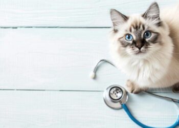 Program extins și mai accesibil: noi beneficii pentru sterilizarea gratuită a animalelor de companie