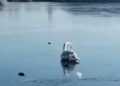 Lebede salvate din lacul înghețat din Dumbrăvița
