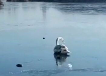 Lebede salvate din lacul înghețat din Dumbrăvița