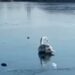 Lebede salvate din lacul înghețat din Dumbrăvița