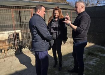 Campanie de sterilizare gratuită a câinilor la Lugoj