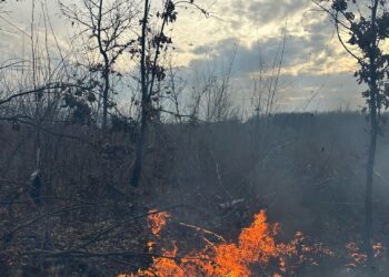 Peste 20 de incendii de vegetație, ieri, în Timiș
