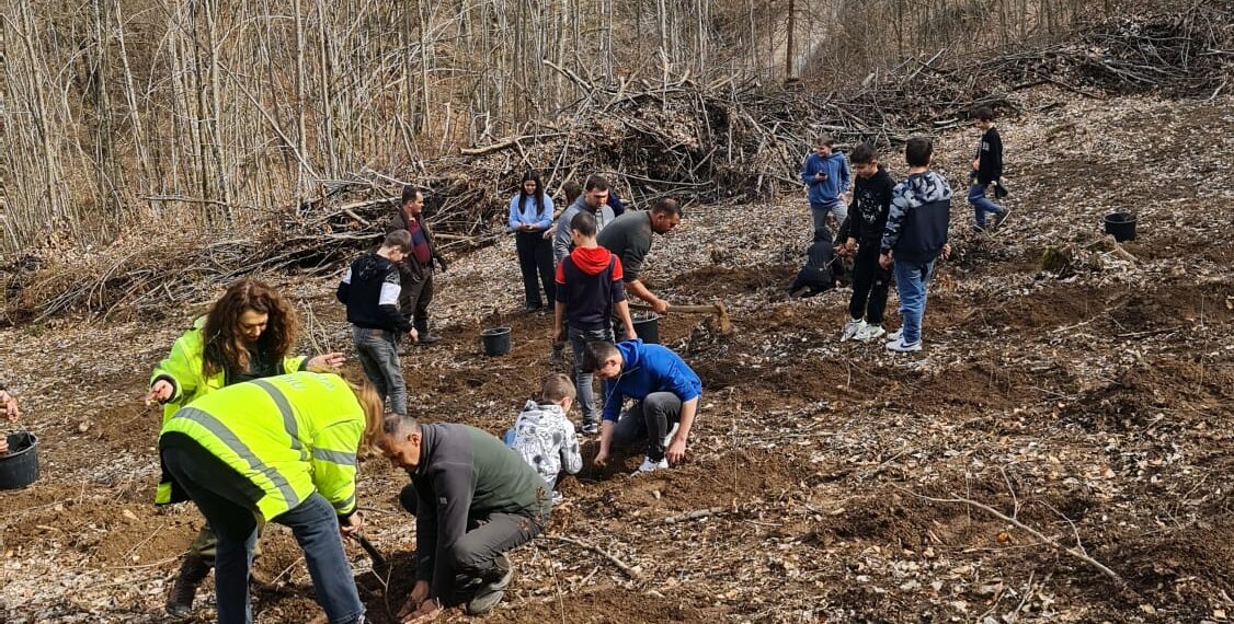 Plantări de copaci în Timiș