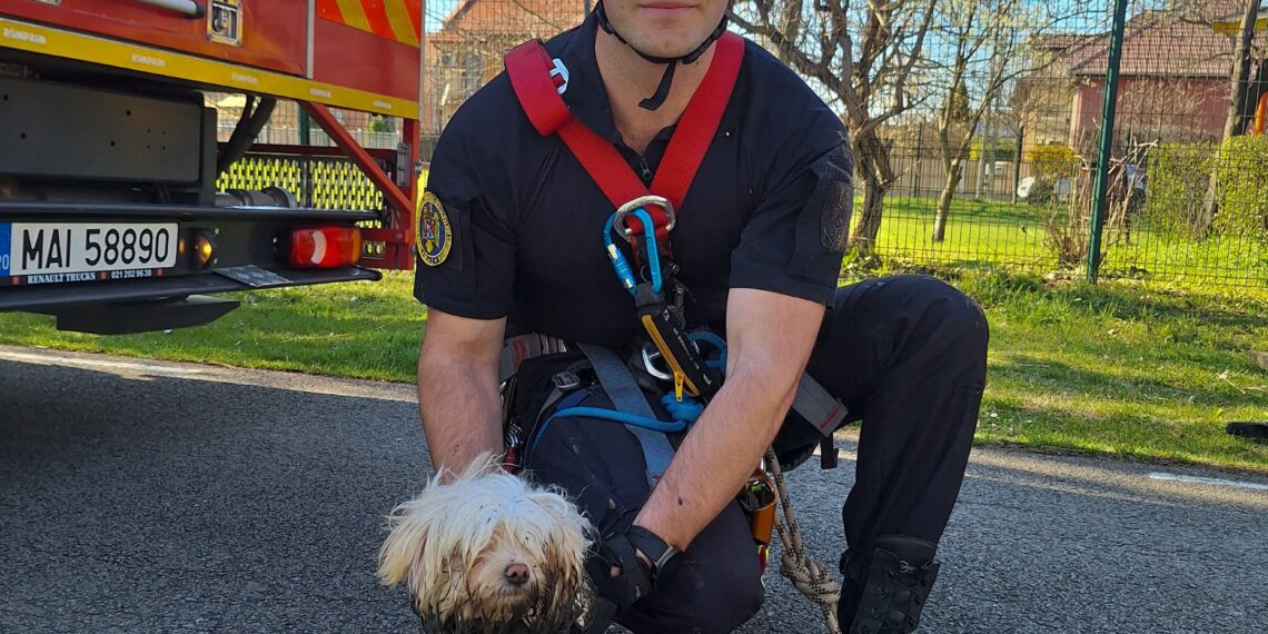 Pompierii timișoreni au salvat un cățel dintr-un canal tehnologic/Video