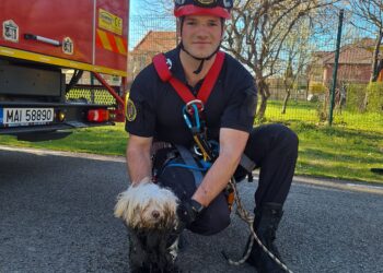 Pompierii timișoreni au salvat un cățel dintr-un canal tehnologic/Video