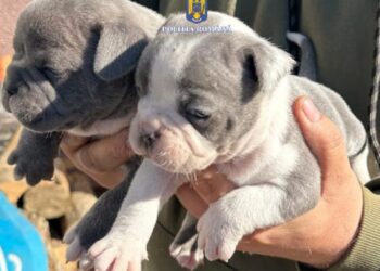 Tânără din Reșița, sancționată cu 12.000 de lei pentru comercializarea ilegală a unor pui de câine. Poliția a deschis dosar penal