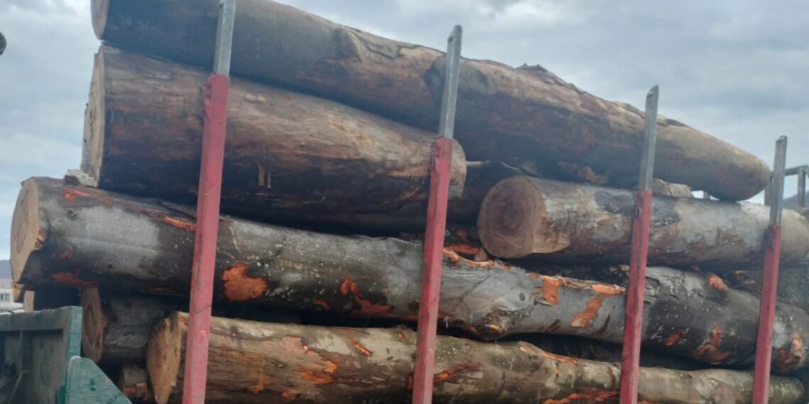 Autoutilitară încărcată cu material lemnos fără documente de proveniență, indisponibilizată de polițiști