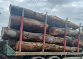 Autoutilitară încărcată cu material lemnos fără documente de proveniență, indisponibilizată de polițiști