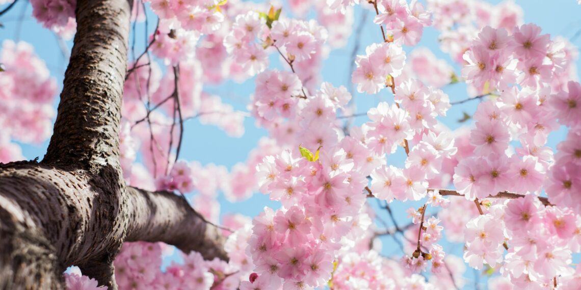 Timișoara înflorită: orașul se prezintă în trei țări ca destinația perfectă de primăvară