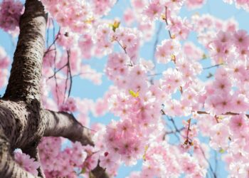 Timișoara înflorită: orașul se prezintă în trei țări ca destinația perfectă de primăvară