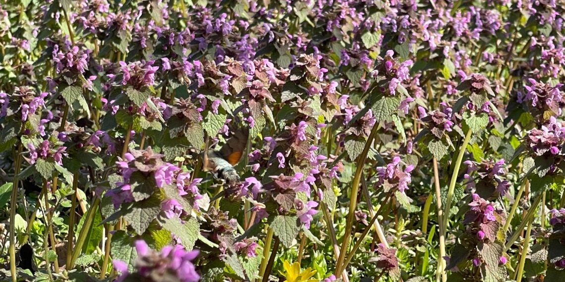 Timișoara implementează cosirea responsabilă a spațiilor verzi