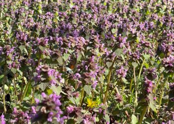 Timișoara implementează cosirea responsabilă a spațiilor verzi