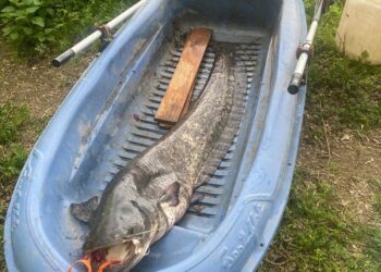 Amenzi de mii de lei pentru pescuit în perioada de prohibiție