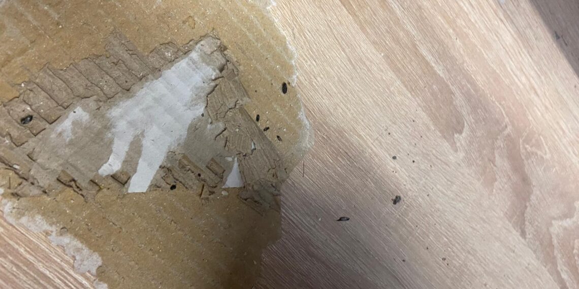 Acțiune de control la Lidl Lugoj. S-au găsit excremente de rozătoare