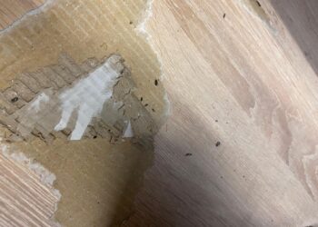 Acțiune de control la Lidl Lugoj. S-au găsit excremente de rozătoare