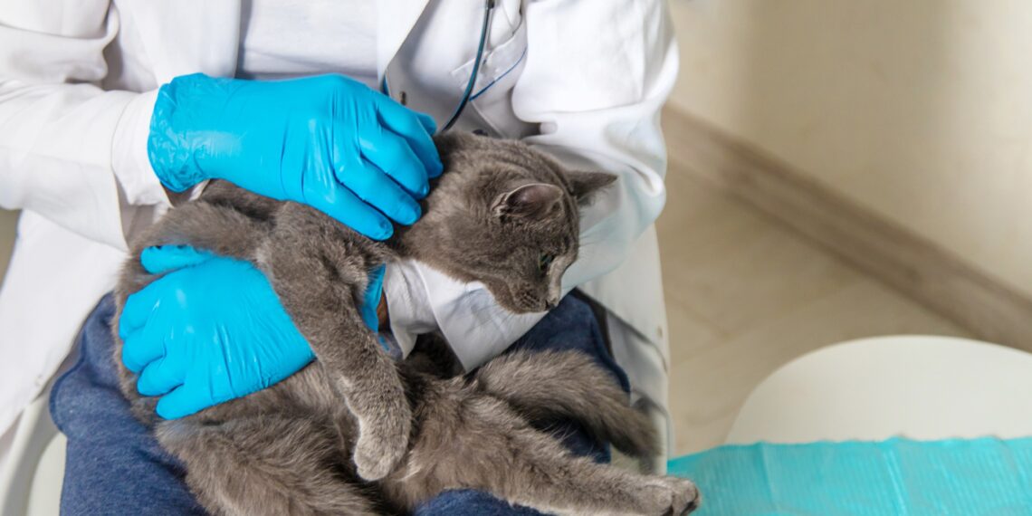 Campania de sterilizare gratuită a câinilor și pisicilor s-a încheiat cu succes la Lugoj