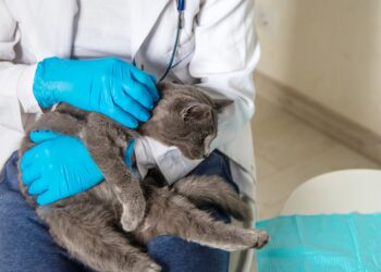 Campania de sterilizare gratuită a câinilor și pisicilor s-a încheiat cu succes la Lugoj