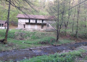 Alfred Simonis: Situația taberelor din județul Timiș este una complicată