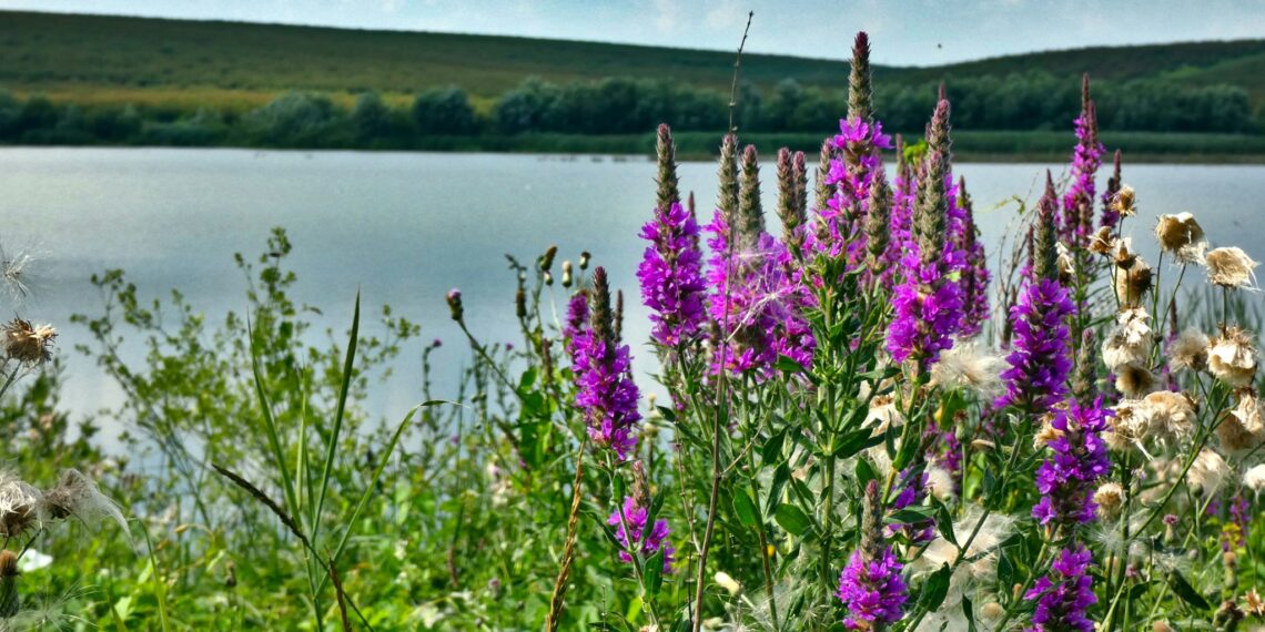 Timișoara: Se va lansa apelul de selecție în cadrul proiectului Land4Climate