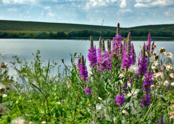 Timișoara: Se va lansa apelul de selecție în cadrul proiectului Land4Climate