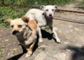 Amendă de 12000 lei pentru abandonul a doi câini
