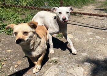 Amendă de 12000 lei pentru abandonul a doi câini