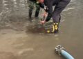 Ploile torențiale au făcut prăpăd în Arad. Zeci de gospodării, inundate