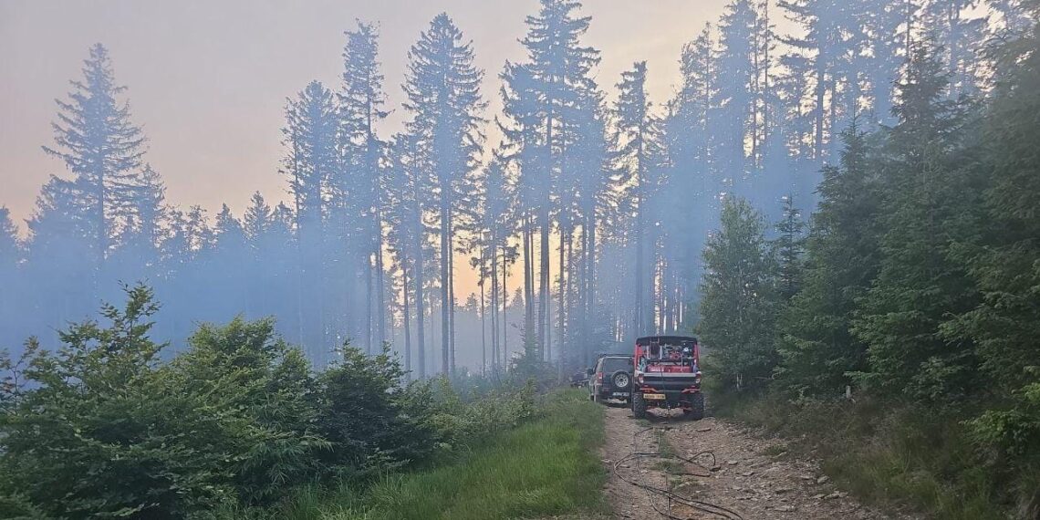 Arde pădurea la Nădrag/Video