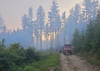 Arde pădurea la Nădrag/Video