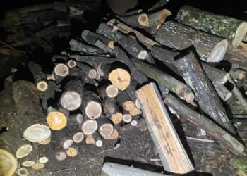 Depistat în trafic, fără permis de conducere, transportând lemne fără proveniență legală