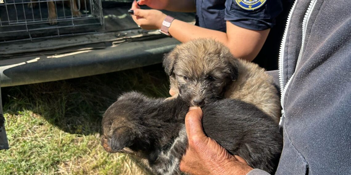 Animale deținute în condiții necorespunzătoare. Proprietarul a fost sancționat, iar animalele preluate de polițiști