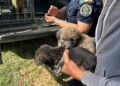 Animale deținute în condiții necorespunzătoare. Proprietarul a fost sancționat, iar animalele preluate de polițiști