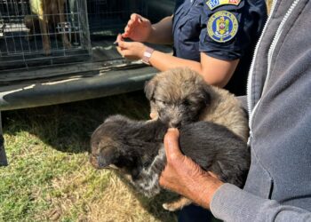 Animale deținute în condiții necorespunzătoare. Proprietarul a fost sancționat, iar animalele preluate de polițiști