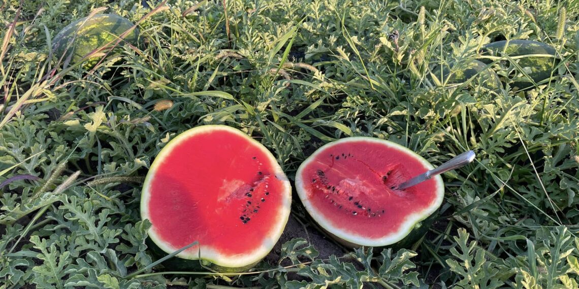 Festivalului Pepenilor la Timișoara. Vezi locațiile din oraș