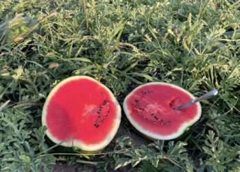 Festivalului Pepenilor la Timișoara. Vezi locațiile din oraș