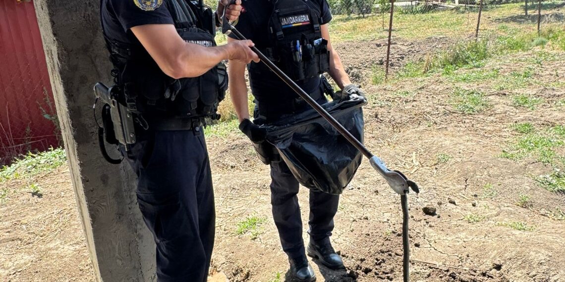 Jandarmii timișeni au intervenit pentru îndepărtarea unui șarpe semnalat în curtea unei case din Sânandrei