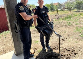 Jandarmii timișeni au intervenit pentru îndepărtarea unui șarpe semnalat în curtea unei case din Sânandrei