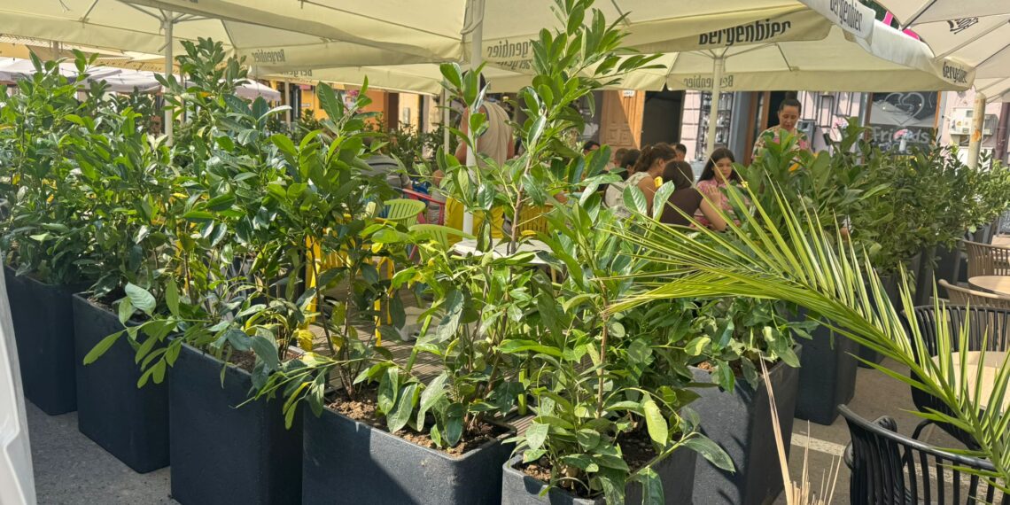Terasele din Lugoj – mai verzi și mai primitoare ca niciodată/Foto