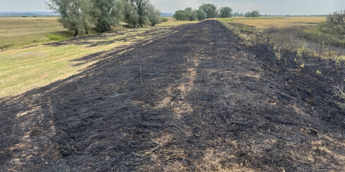 Peste 100 de incendii de vegetație în județul Timiș. Au ars aproximativ 450 hectare