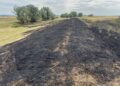 Peste 100 de incendii de vegetație în județul Timiș. Au ars aproximativ 450 hectare