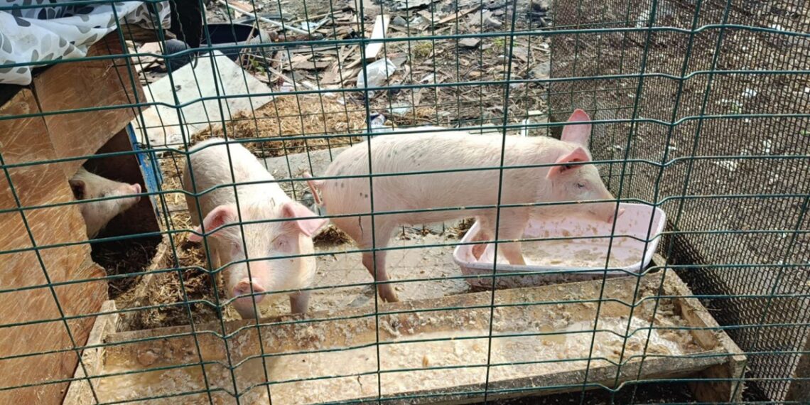 Crește numărul de sesizări privind deținerea de păsări și animale de fermă în Timișoara – sancțiuni aplicate de polițiștii locali