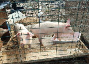 Crește numărul de sesizări privind deținerea de păsări și animale de fermă în Timișoara – sancțiuni aplicate de polițiștii locali