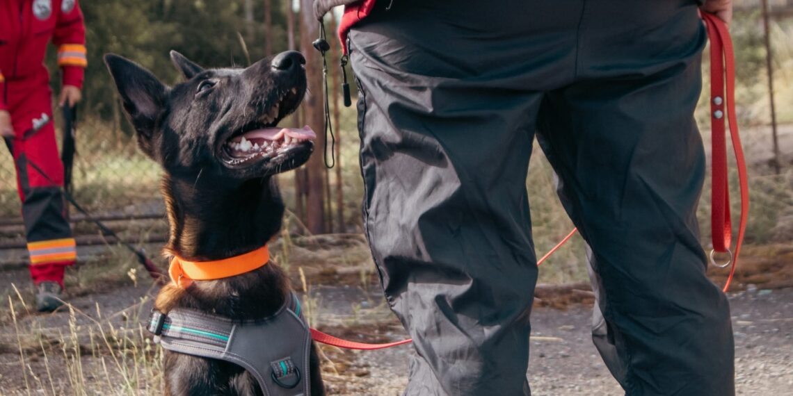 Antrenament de „căutare – salvare canină“. ISU Timiș participă cu o echipă