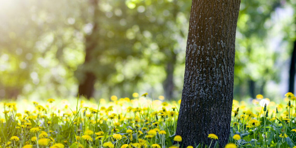Lugojul devine mai verde! Un nou parc urban în cartierul Herendești-Bocșei