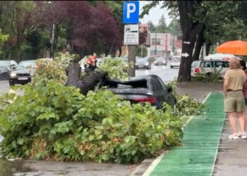 Cod roșu de furtună la Timișoara: vijelia a doborât copaci/Video