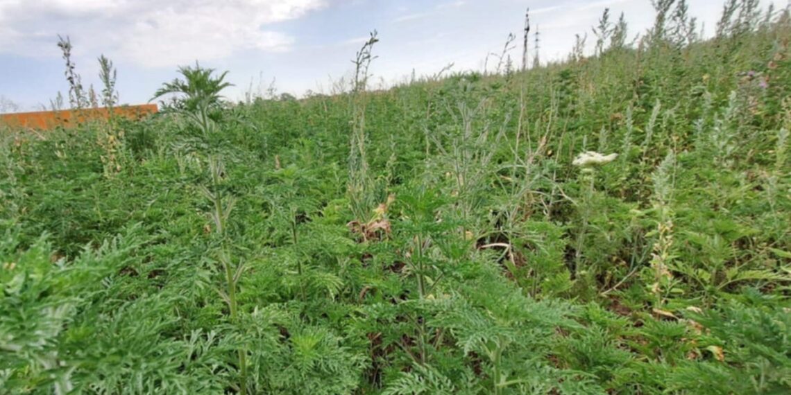 Vegetația crescută din abundență și plantele alergene, în atenția polițiștilor locali – 113 sancțiuni pentru terenuri necosite și 30 pentru cele cu ambrozie