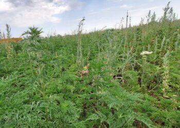 Vegetația crescută din abundență și plantele alergene, în atenția polițiștilor locali – 113 sancțiuni pentru terenuri necosite și 30 pentru cele cu ambrozie