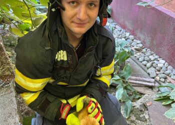 Pui de pisică salvat de pompierii timișeni