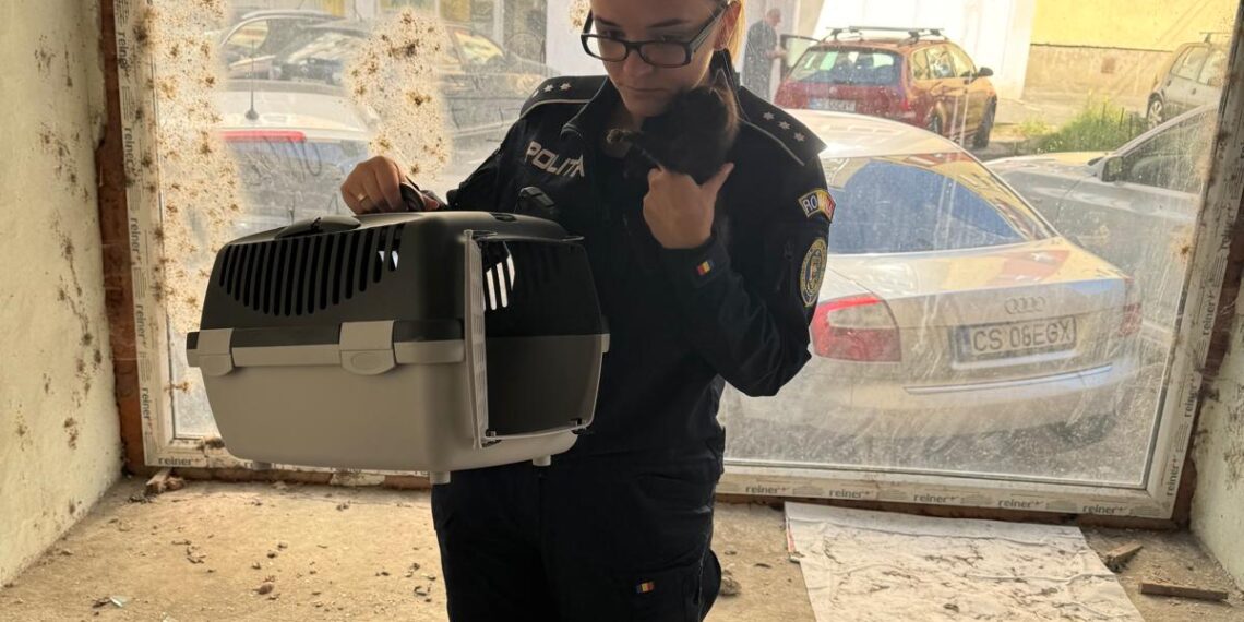 Pisicuțe salvate de polițiștii de la Protecția Animalelor din Caraș-Severin